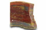 Colorful Petrified Wood Stand Up - Utah #299275-1